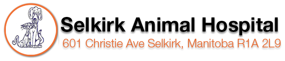 Selkirk Animal Hospital